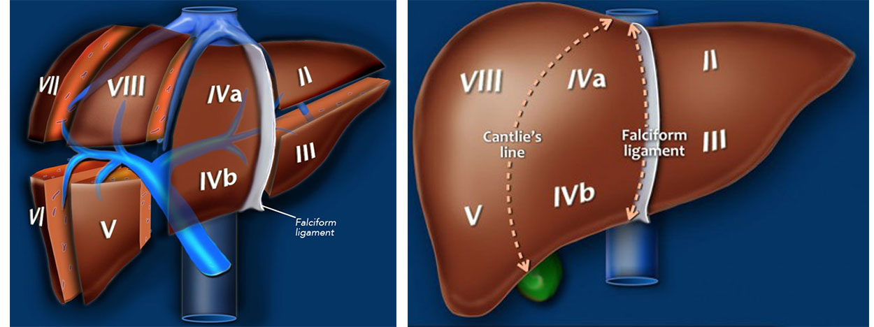 Segments liver Liver: Anatomy